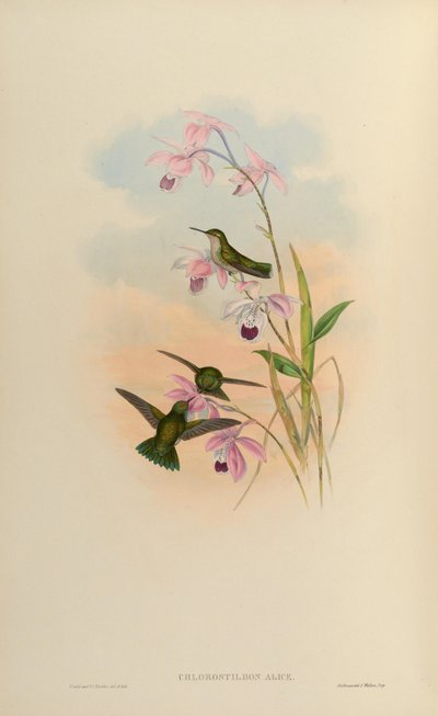 クロロスティルボンアリス 作： John Gould